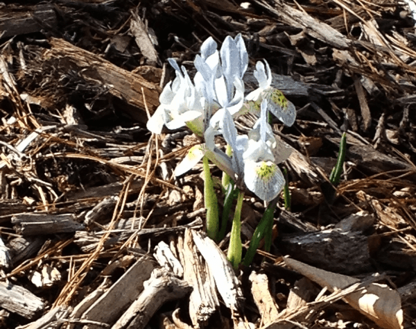 a couple of flowers that are in the dirt