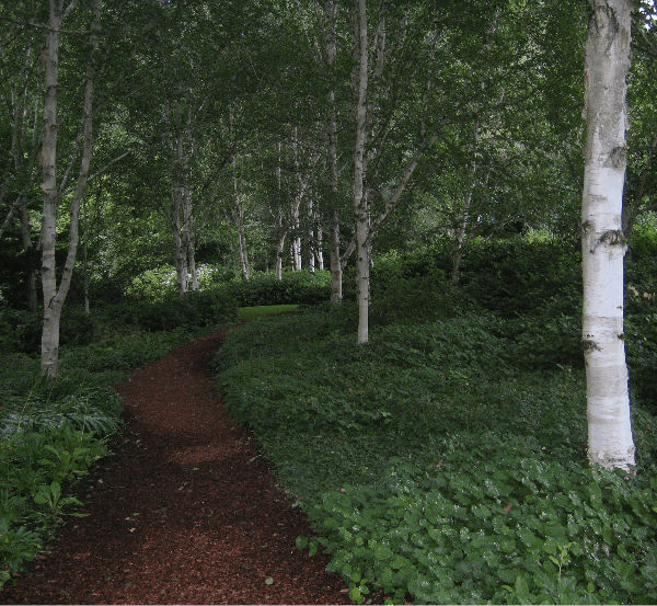 a path through a forest with trees and bushes