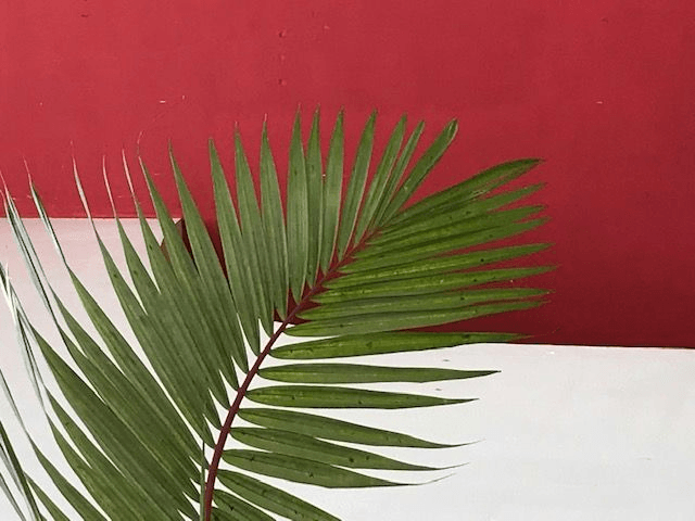 a palm leaf on a white table against a red wall